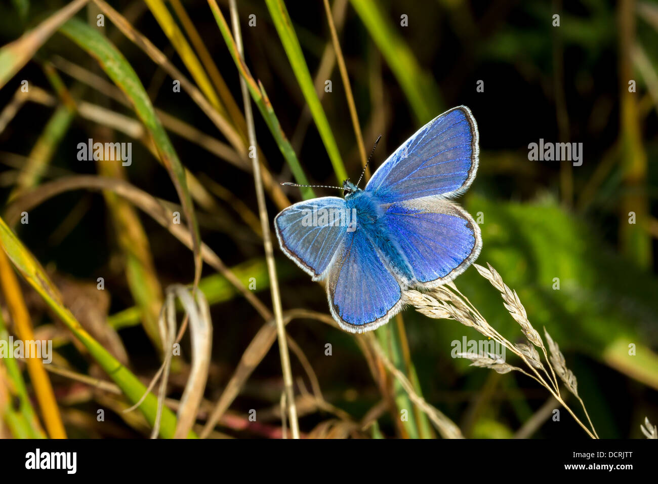 Azul común. Polyommatus icarus (Lycaenidae) Foto de stock