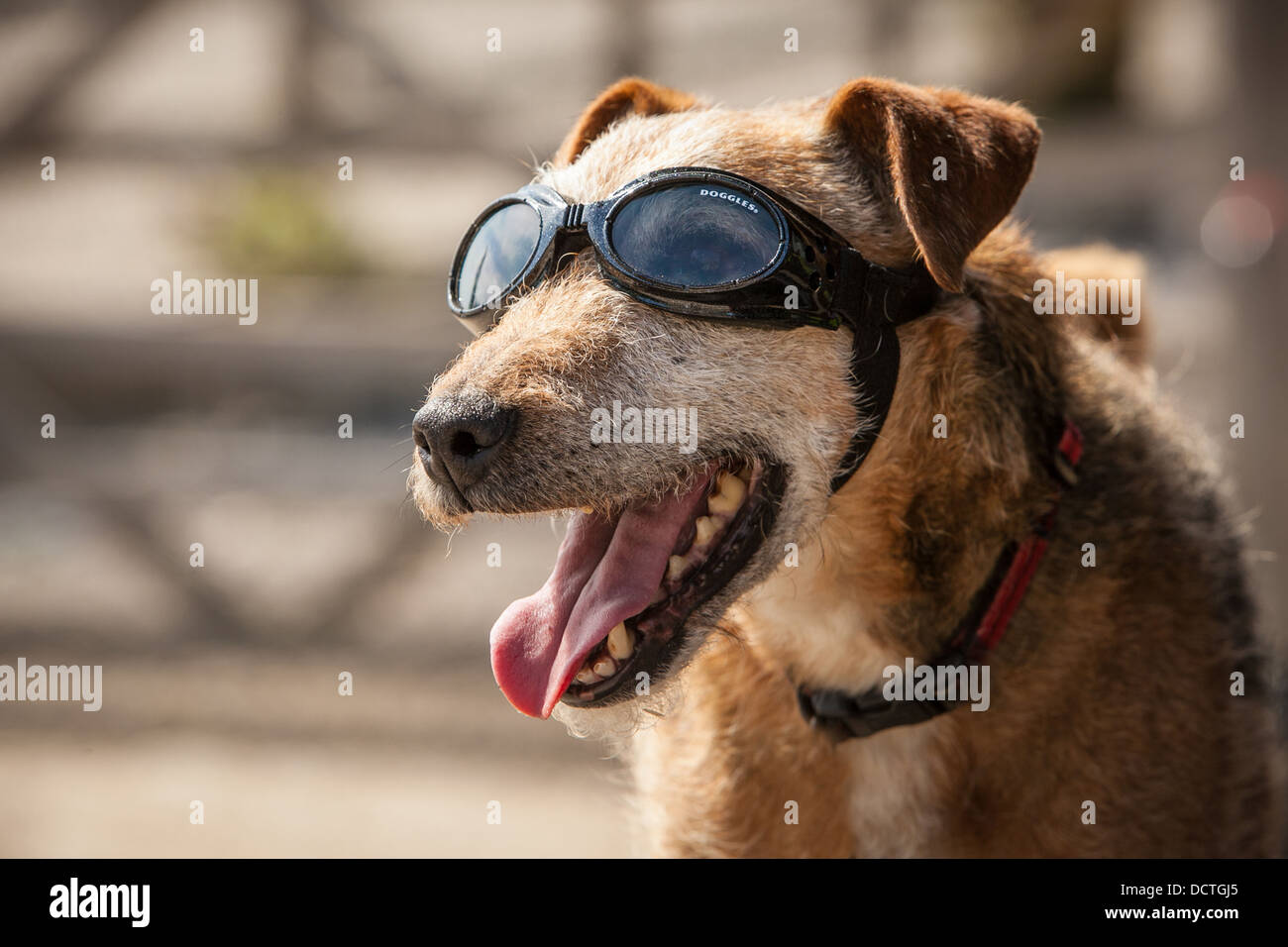 Perro terrier Patterdale usar gafas protectoras Foto de stock
