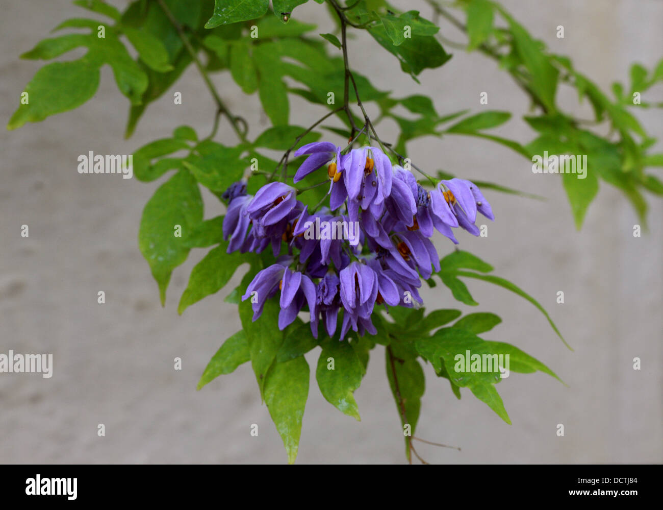 Nightshade, Solanum seaforthianum brasileña, Solanaceae. América del Sur. Foto de stock