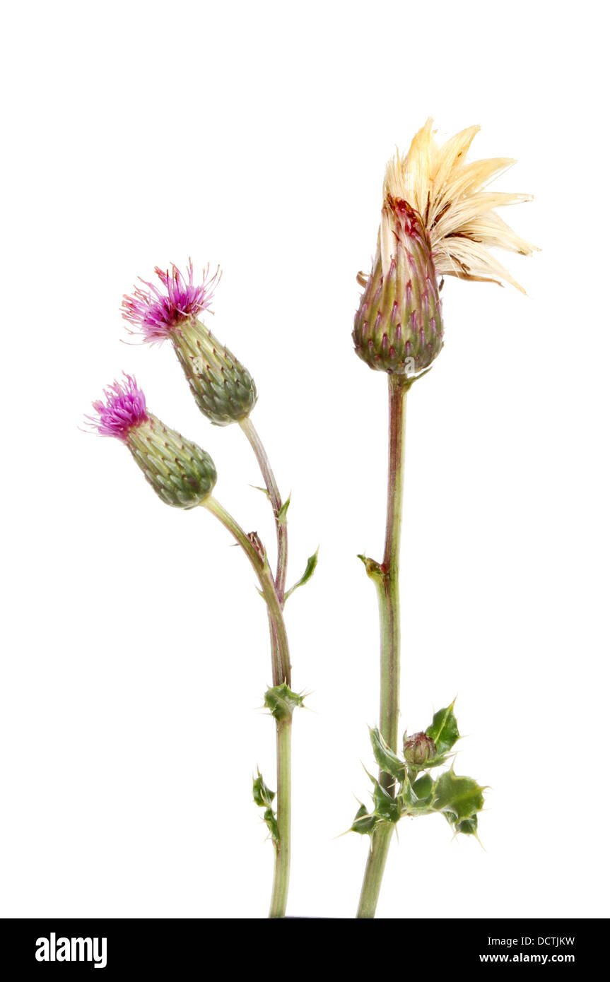 Sigilosa cardo Cirsium arvense, flores y semillas de cabeza contra un blanco aislado Foto de stock