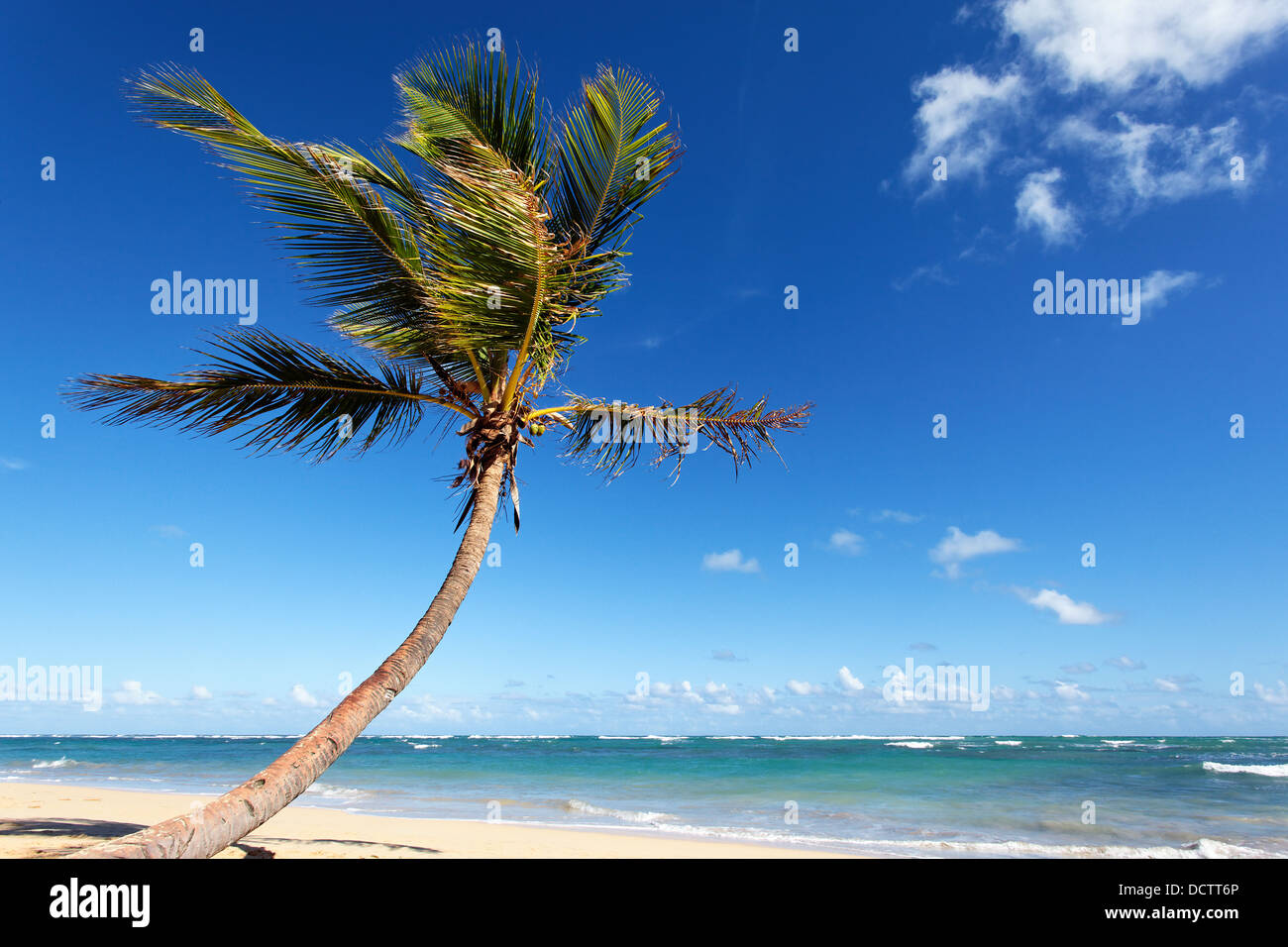 Palm Tree espíritu Foto de stock