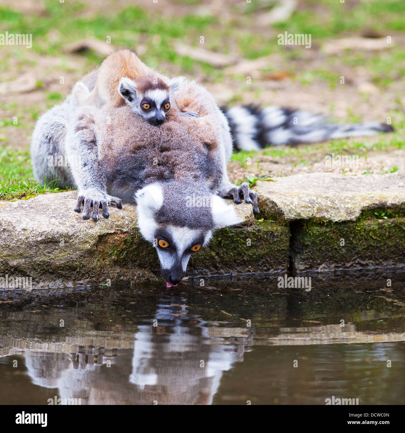 Lémur de cola anillada con jóvenes en la espalda Foto de stock