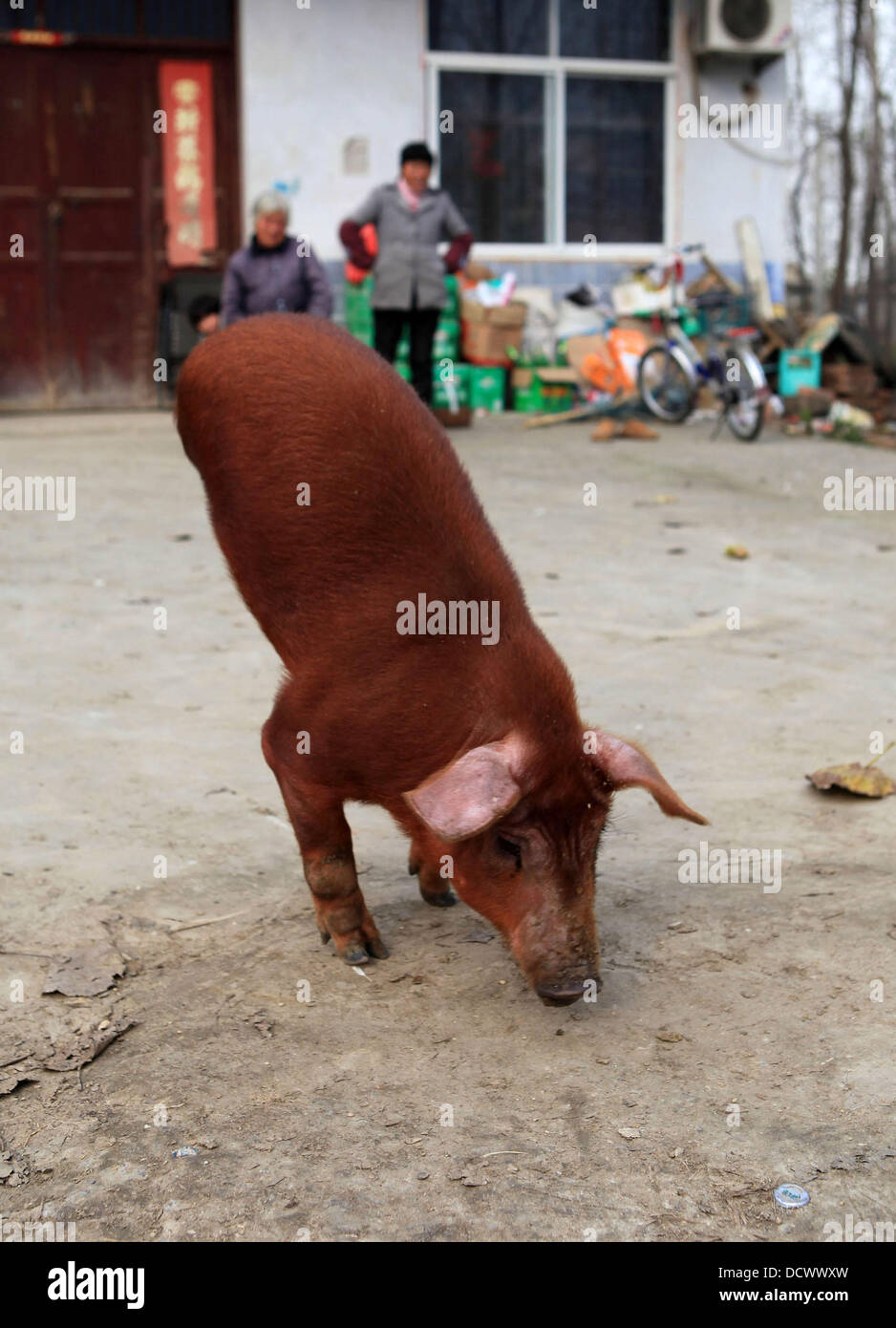 Two-Legged cerdo un cerdo nacido sin su detrás de las piernas se ha enseñado a caminar por su propia cuenta. Los discapacitados bestia nació en julio (11) en la zona oriental de la provincia de Anhui y luchó en las primeras semanas de su vida, de acuerdo a su propietario. Pero el agricultor Xi Ge Foto de stock