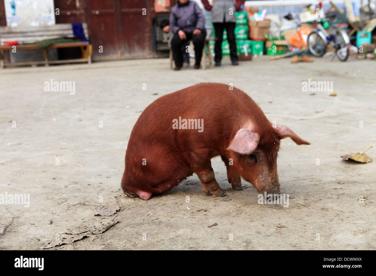 Two-Legged cerdo un cerdo nacido sin su detrás de las piernas se ha enseñado a caminar por su propia cuenta. Los discapacitados bestia nació en julio (11) en la zona oriental de la provincia de Anhui y luchó en las primeras semanas de su vida, de acuerdo a su propietario. Pero el agricultor Xi Ge Foto de stock