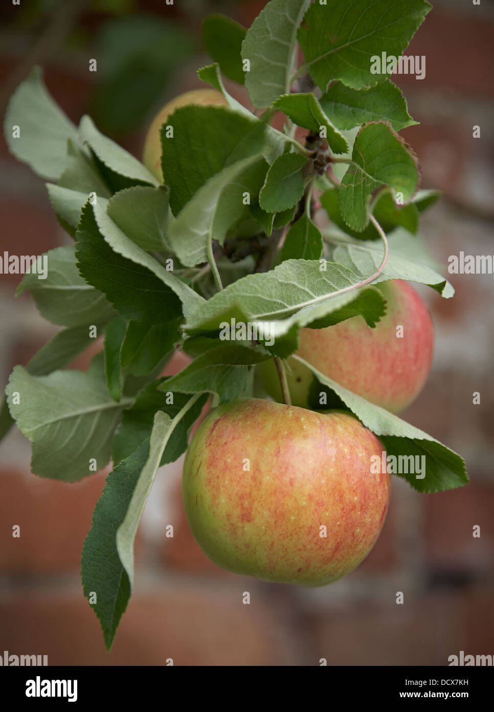 Las manzanas que cuelgan de una rama en un jardín amurallado Foto de stock