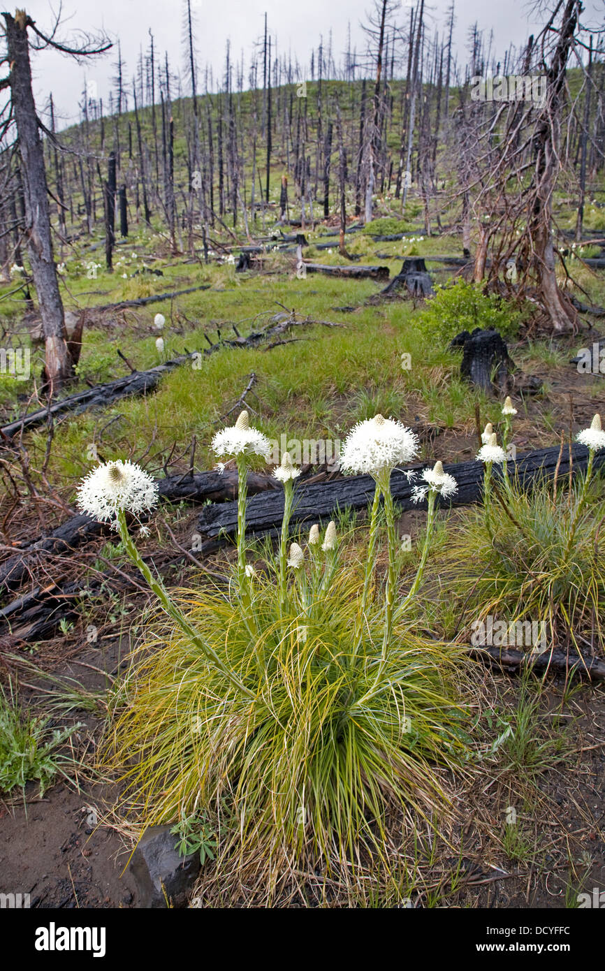 Beargrass florece en una vieja quemadura de incendios forestales en las montañas de la cascada de Oregon central. Foto de stock