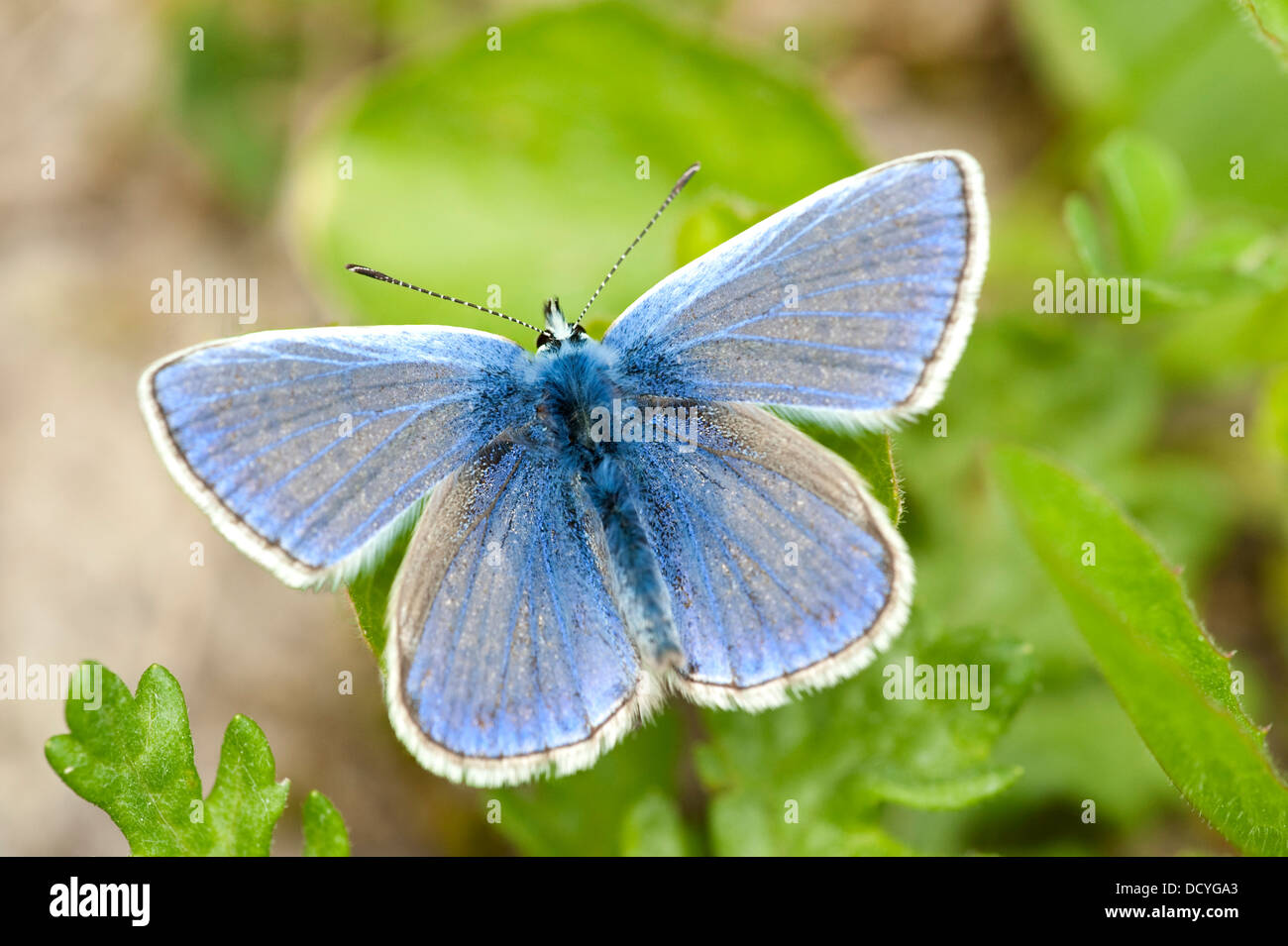 Mariposa Azul común Polyommatus icarus Kent UK Foto de stock