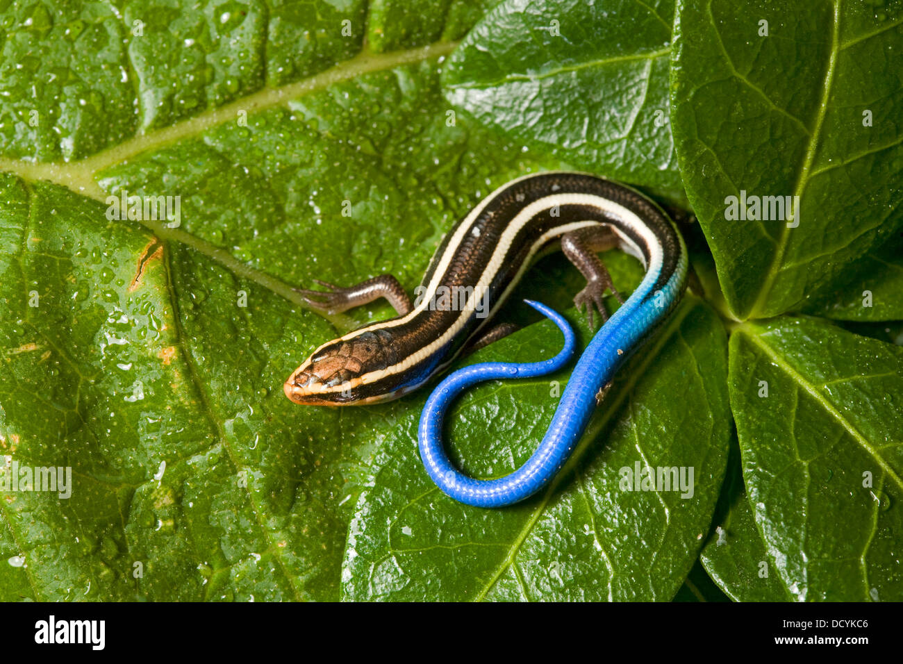 5-rayado skink, mejor conocido como una cola azul skink, (Plestiodon fasciatus), juvenil Foto de stock