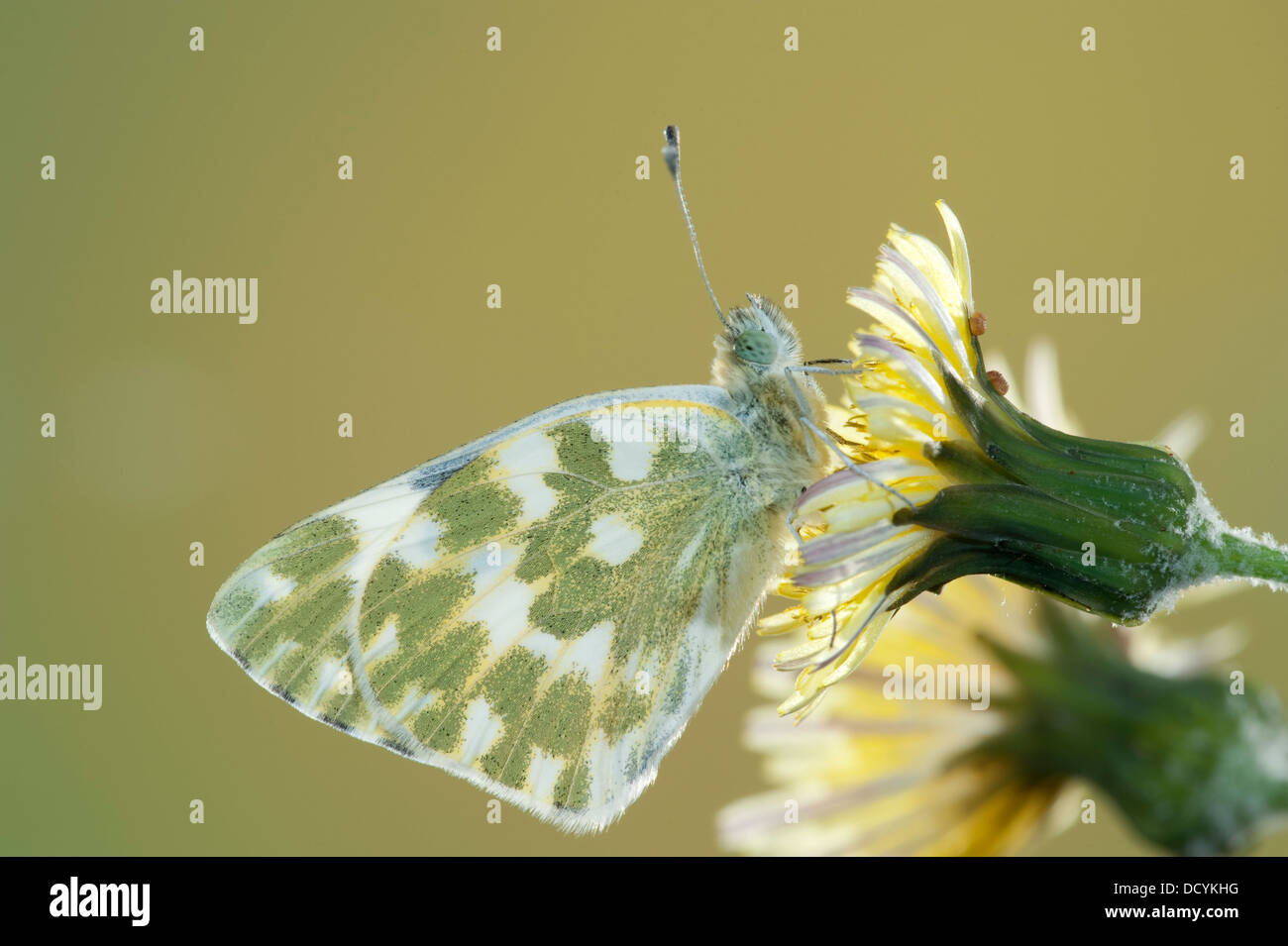 Baño Pontia daplidice White Butterfly South West Europe Foto de stock