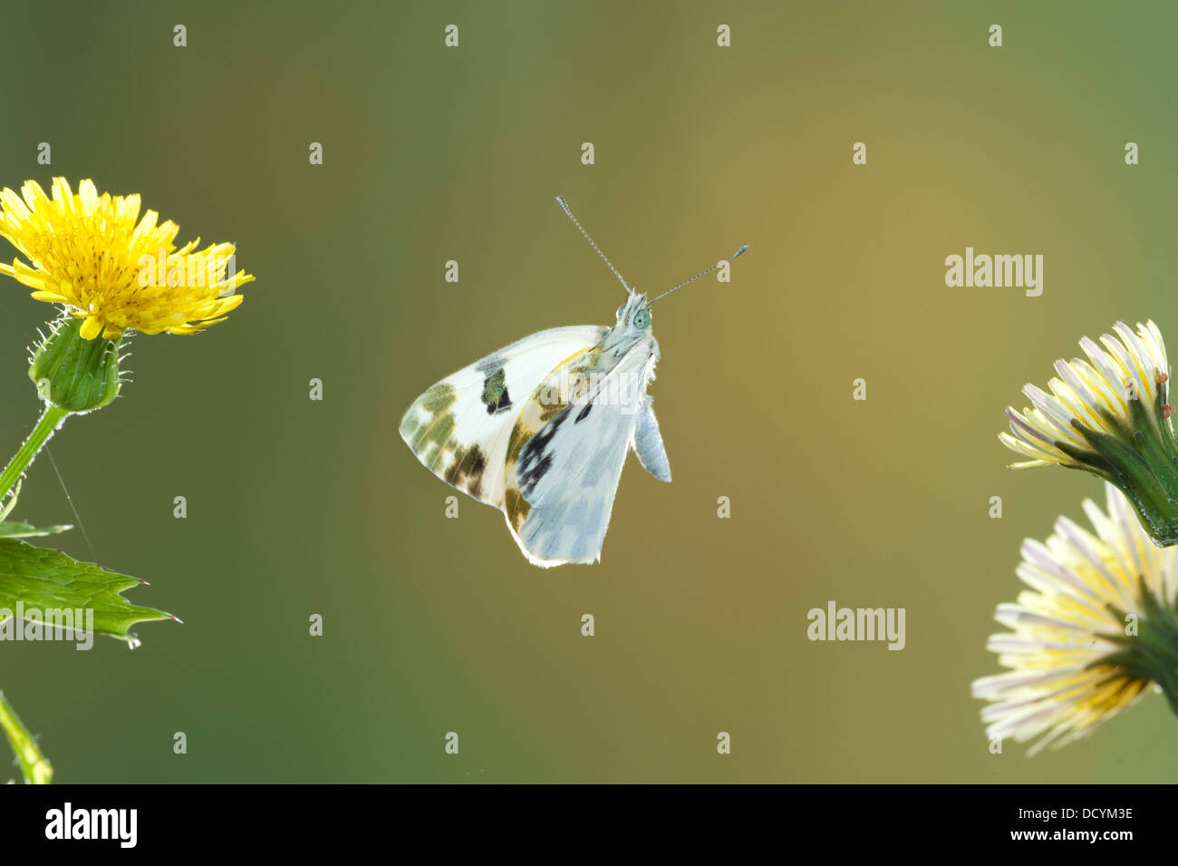 Baño Pontia daplidice White Butterfly South West Europe Foto de stock