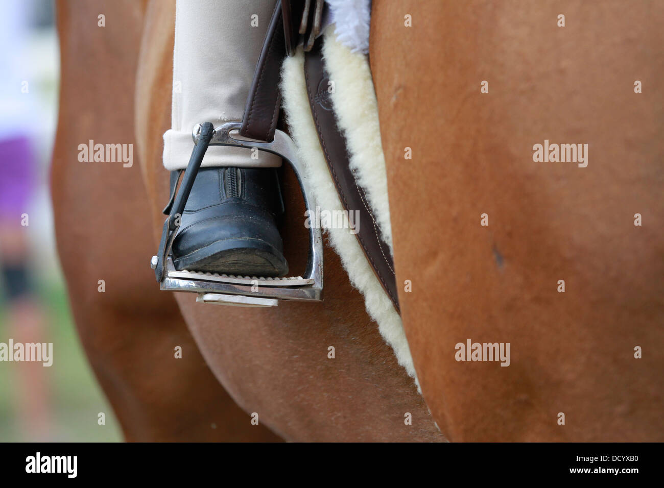 Una imagen cercana de un caballo con el jinete de arranque y estribo. Foto de stock