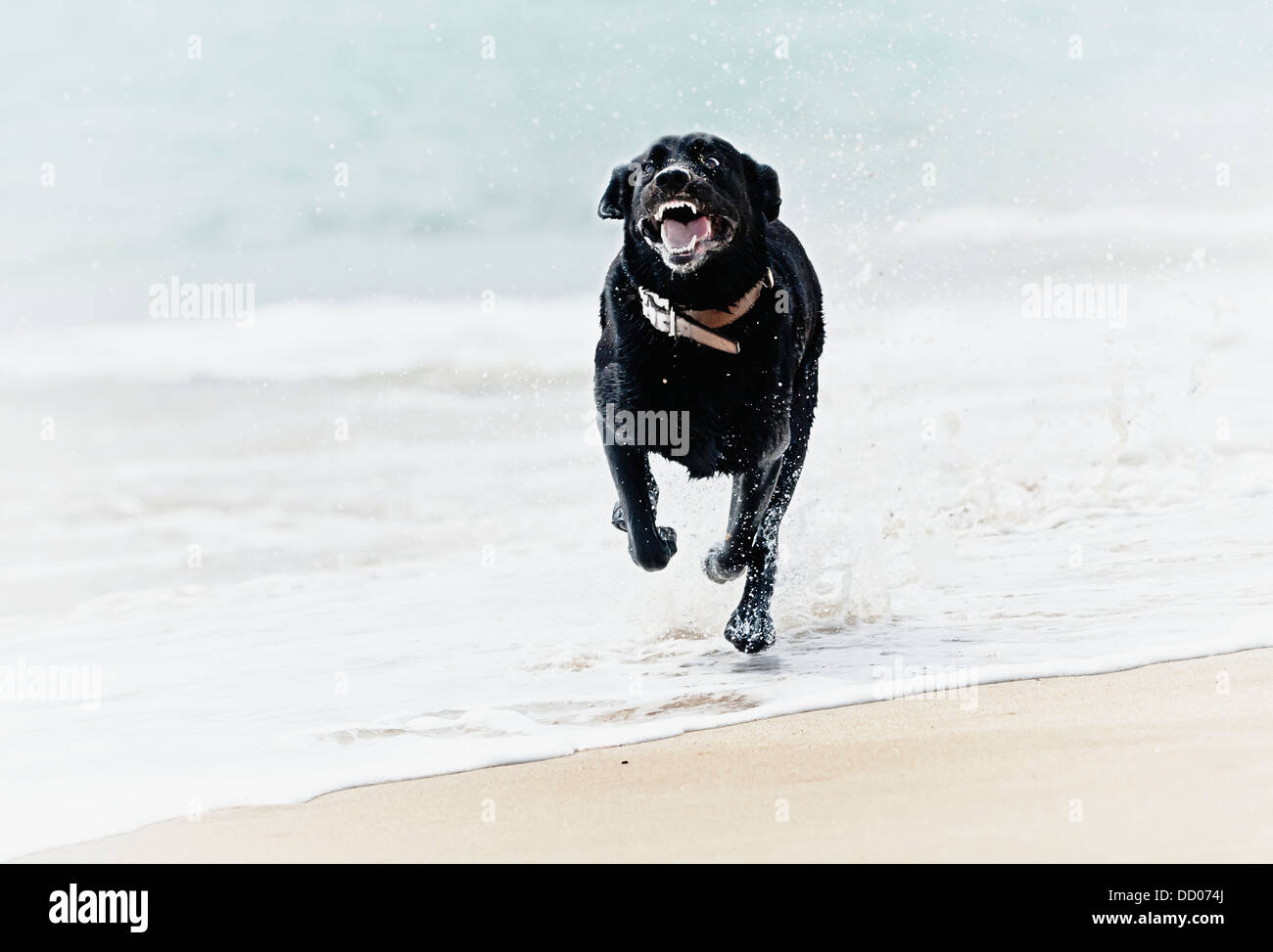 Un perro labrador negro corre por playa de Valdevaqueros, Tarifa, Cádiz, Andalucía, España Foto de stock