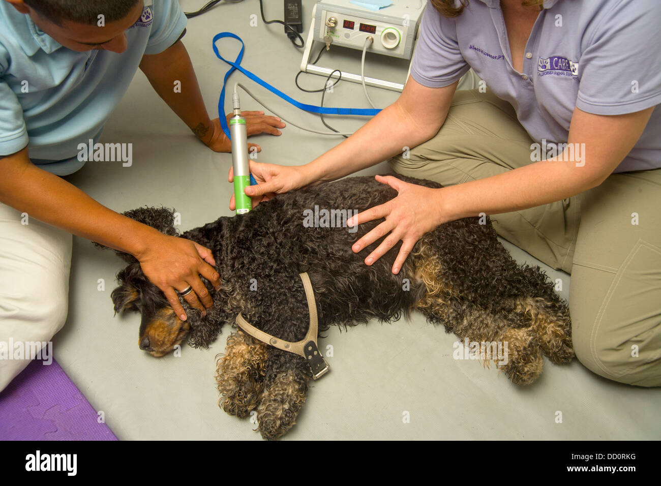 Recuperación de disco intervertebrae enfermedad, un perro es tratada con láser terapéutico en un hospital de animales en Santa Monica, CA. Foto de stock