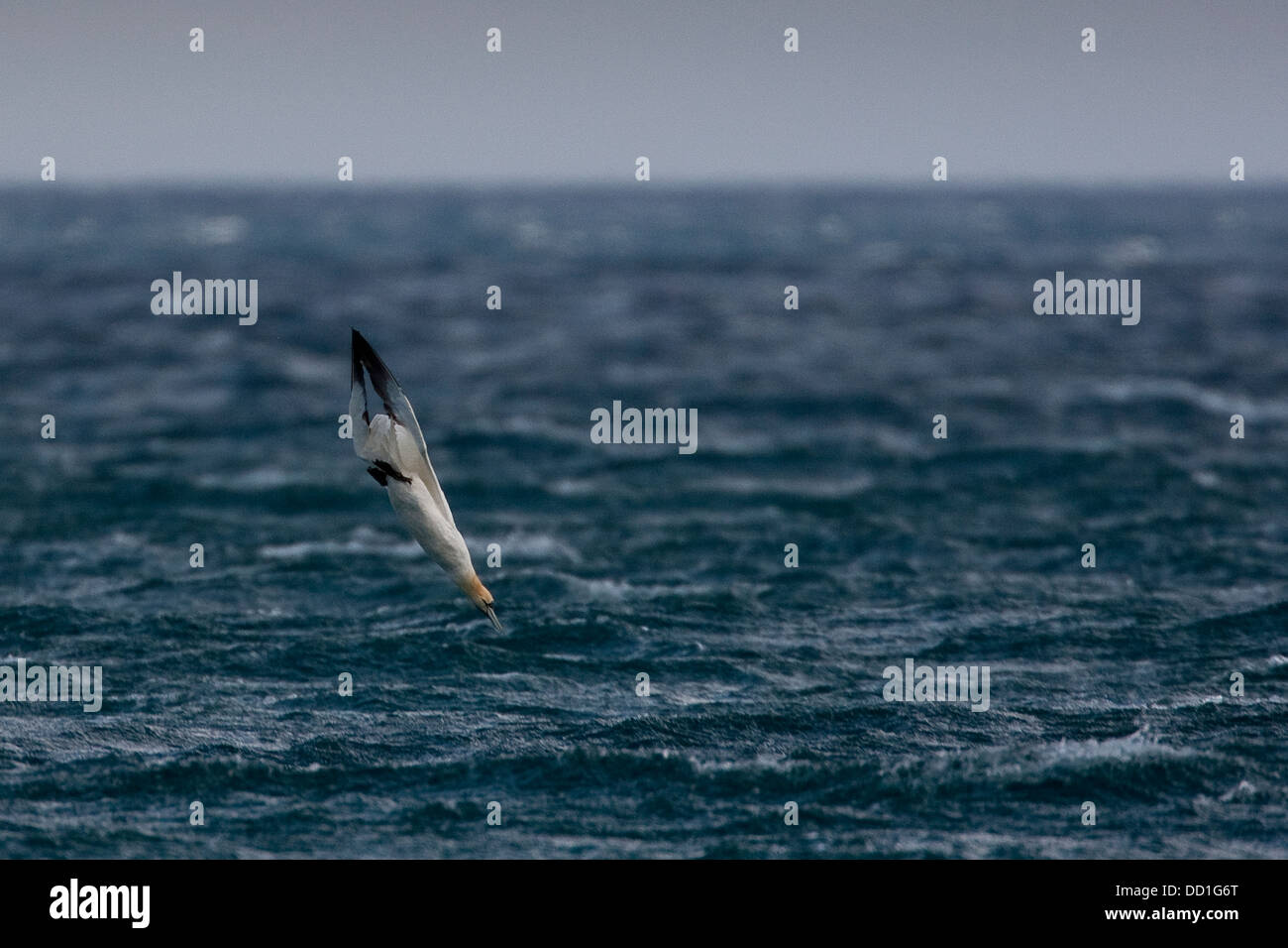 Gannet del norte, vuelo, vuelo, nariz-buceo, nariz, Basstölpel, Baßtölpel, Flug, Tölpel, Sula bassana, Morus basanus Foto de stock