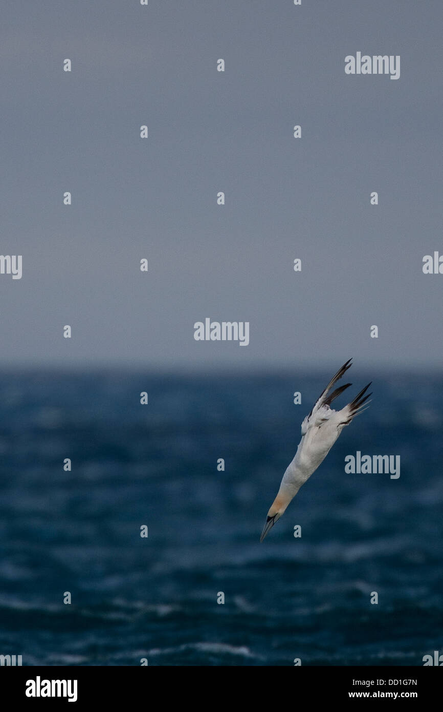 Gannet del norte, vuelo, vuelo, nariz-buceo, nariz, Basstölpel, Baßtölpel, Flug, Tölpel, Sula bassana, Morus basanus Foto de stock