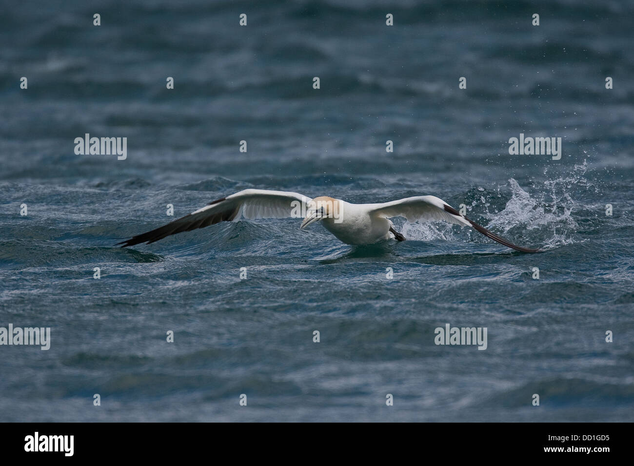 Norte de Gannett, cames fuera del agua, Basstölpel, Baßtölpel, auftauchend, Sula bassana, Tölpel, Morus bassanus Foto de stock