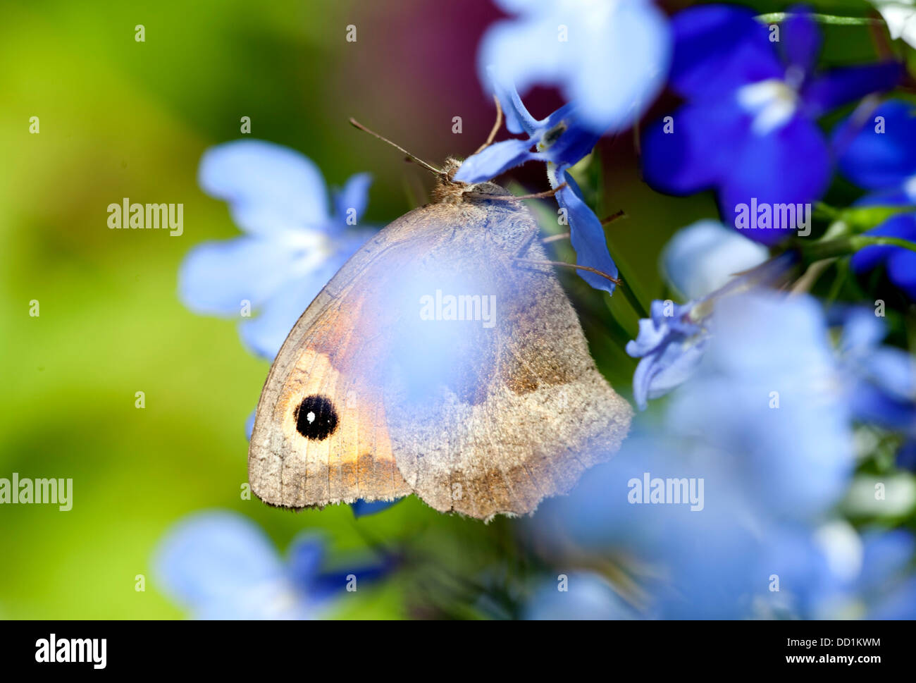 Meadow Brown Maniola jurtina, mariposas, hembra, Kent, UK Foto de stock
