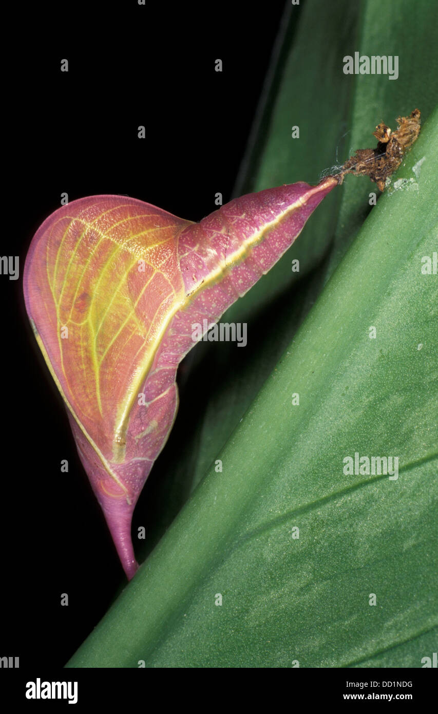 Phoebis sennae despejado, azufre, pupas Foto de stock