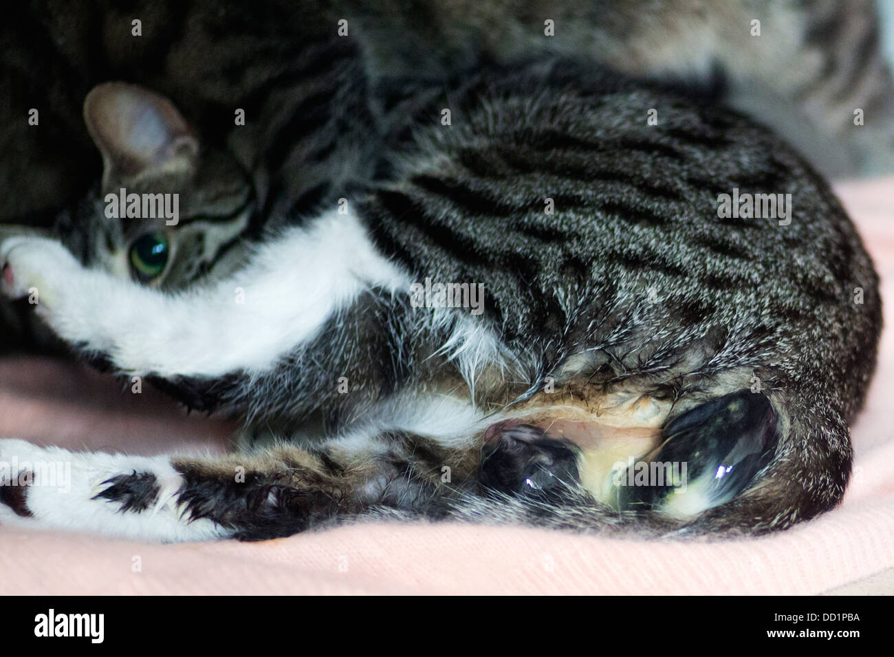 Gato doméstico dando nacimiento Fotografía de stock - Alamy