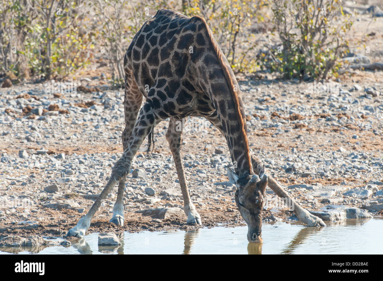 Jirafa (Giraffa camelopardalis) bebiendo en un abrevadero, Parque Nacional de Etosha, Namibia Foto de stock