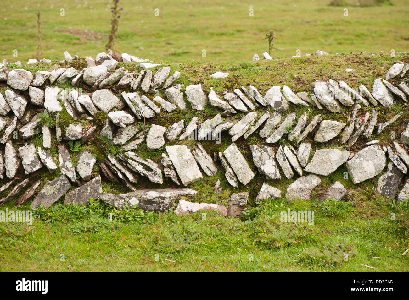 Diseño espigado muro de piedra, Skokholm Island, South Pembrokeshire (Gales, Reino Unido Foto de stock