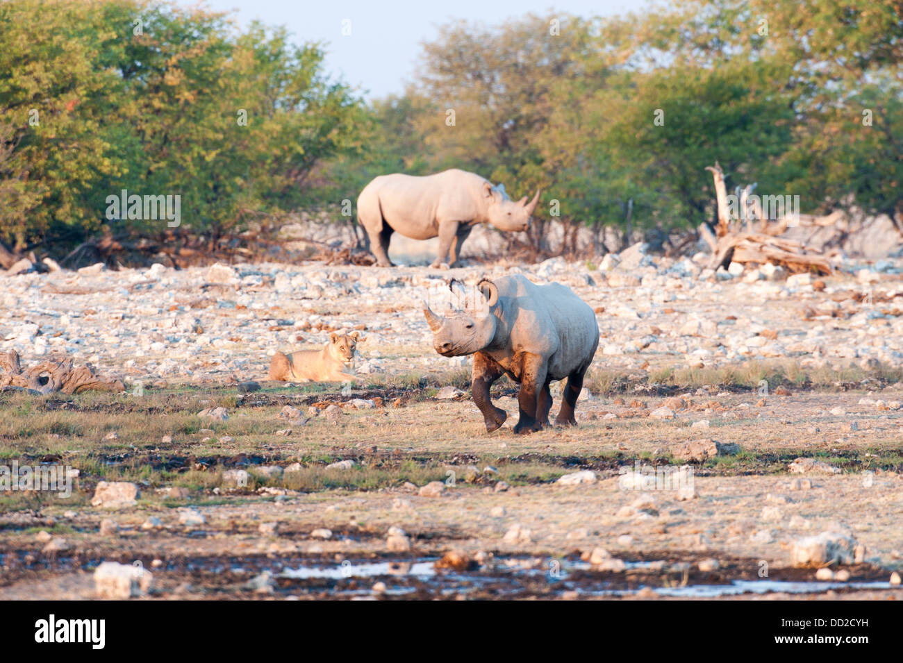 Dos rinocerontes negros (Diceros bicornis), una marcha y una leona (Panthera leo), viendo, Parque Nacional de Etosha, Namibia Foto de stock