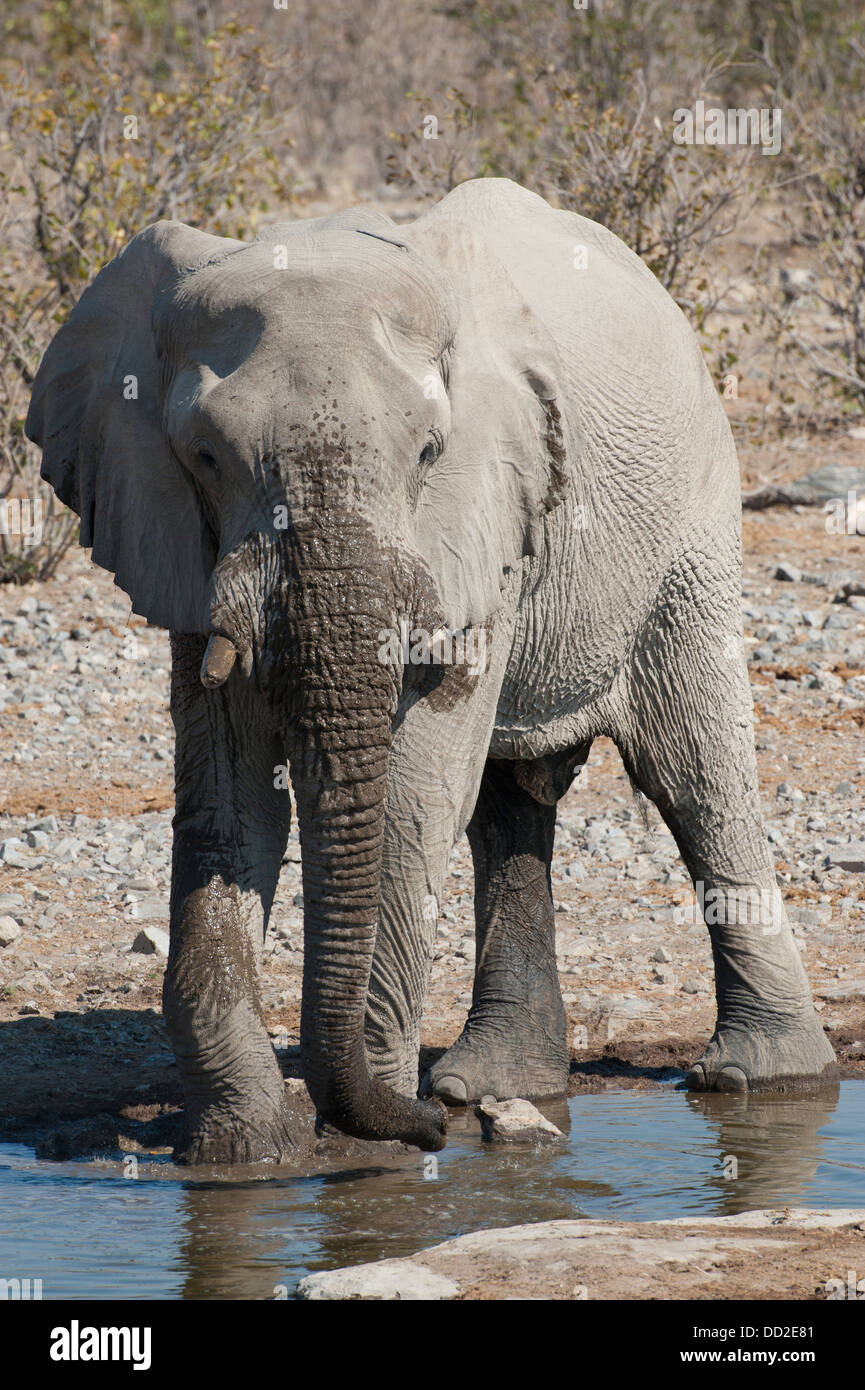 Toro de elefantes (Loxodonta africana), bebiendo en Halali waterhole, closeup, Parque Nacional de Etosha, Namibia Foto de stock