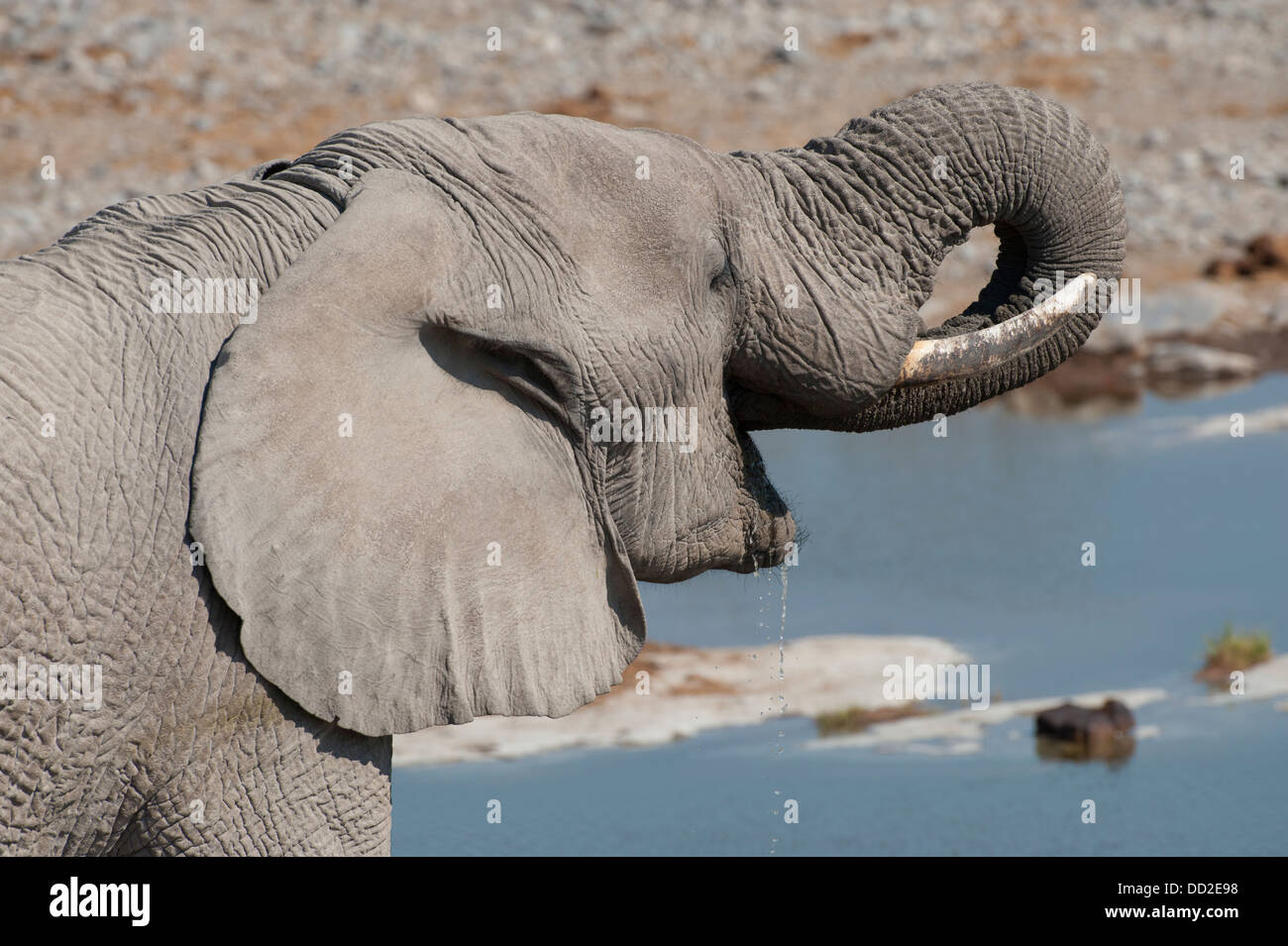 Retrato de un elefante toro (Loxodonta africana), bebiendo en Halali waterhole, Parque Nacional de Etosha, Namibia Foto de stock