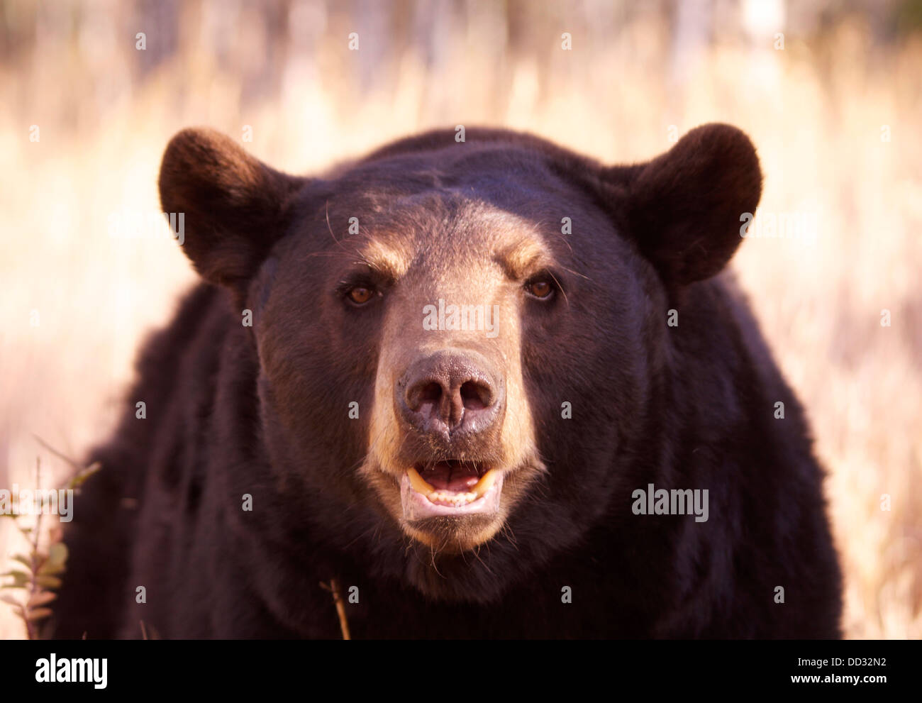 American Black Bear fijamente, cautivo. Bozeman, Montana, EE.UU. Foto de stock