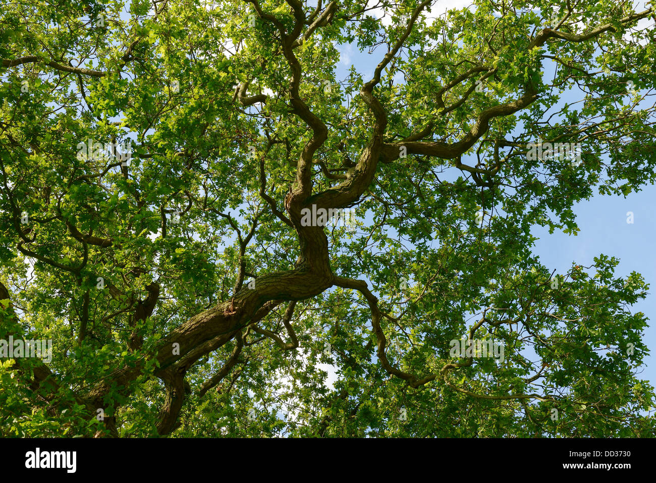 La rama de un árbol de roble en la hoja completa con blue sky Cheshire UK Foto de stock