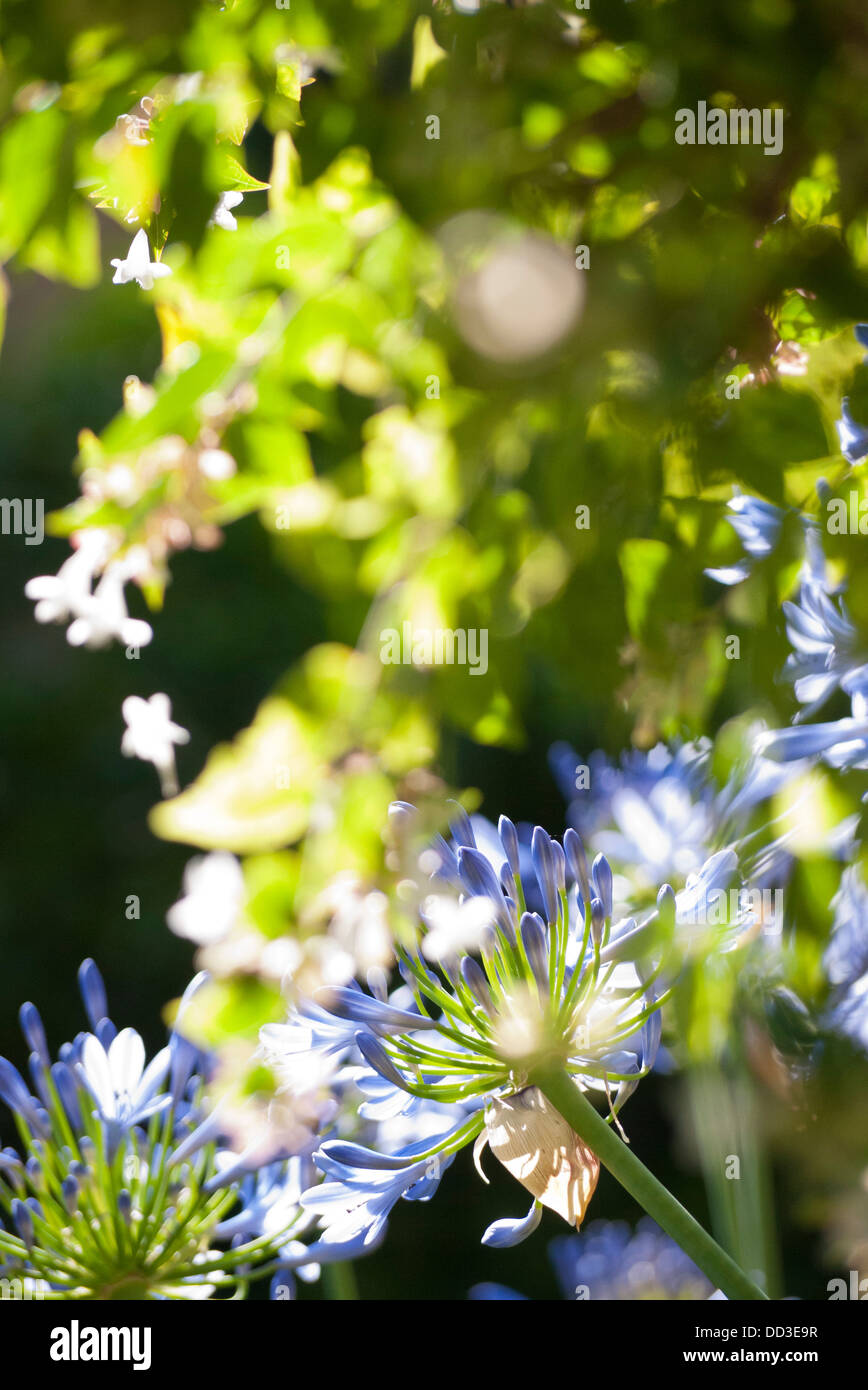 Agapanthus flor en el jardín del hotel es Moli en Deia Mallorca Foto de stock