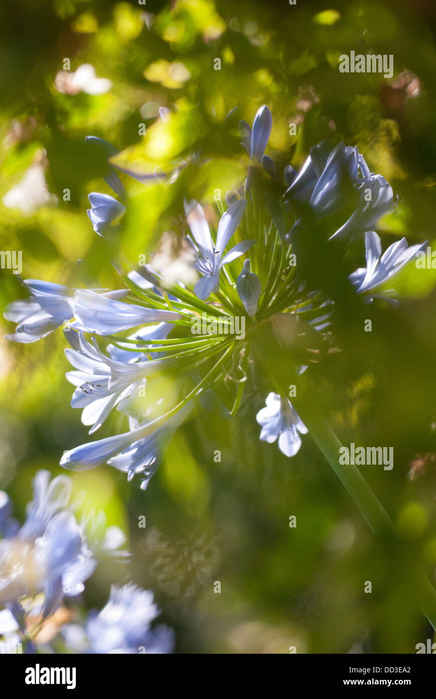 Un azul pálido agapanthus flor Foto de stock