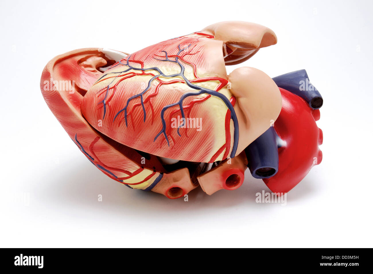 Anatomical heart model fotografías e imágenes de alta resolución - Alamy