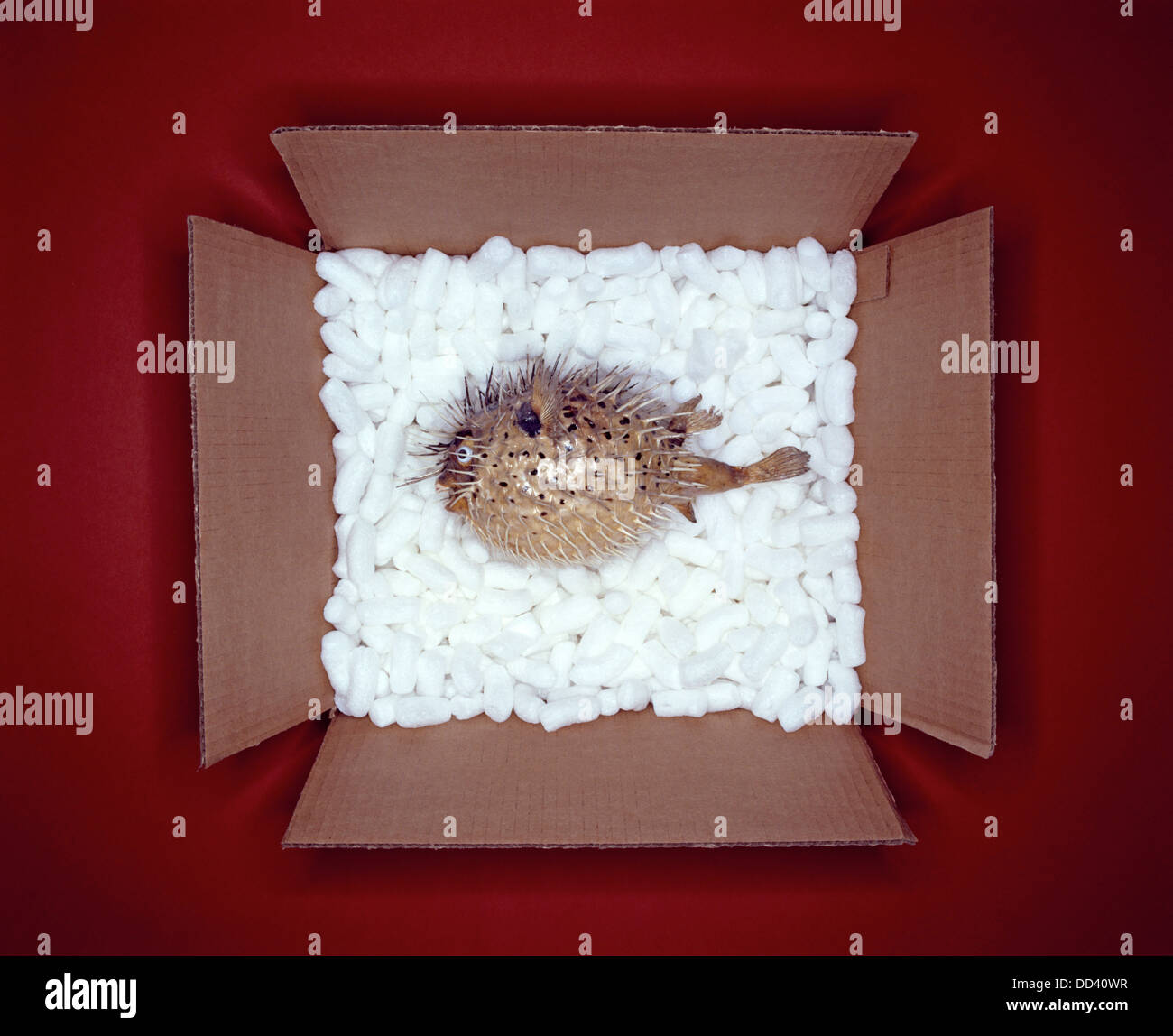 Un pez globo en una caja de cartón con material de embalaje blanca Foto de stock