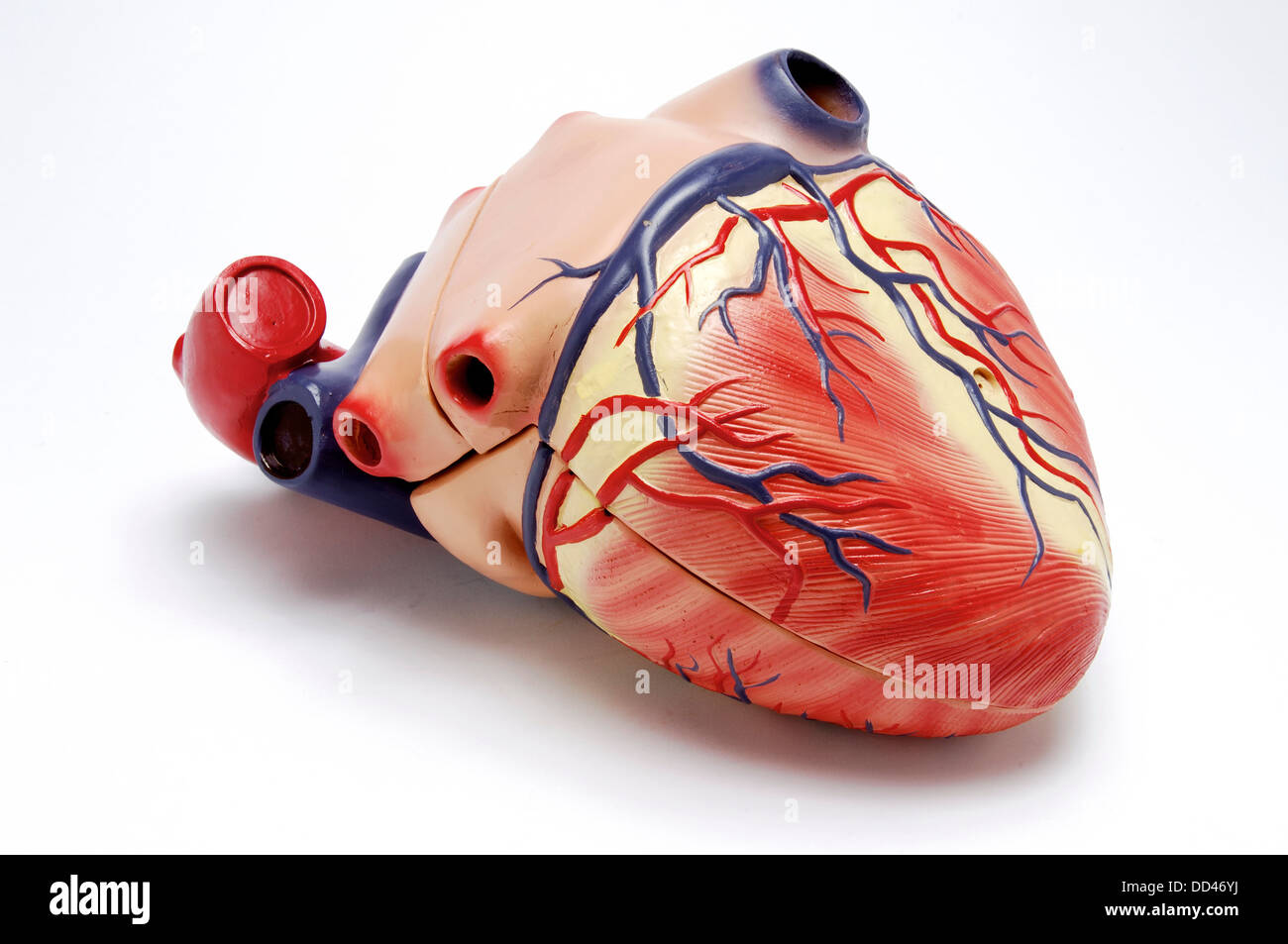 Modelo anatómico de plástico del corazón humano sobre un fondo blanco  Fotografía de stock - Alamy