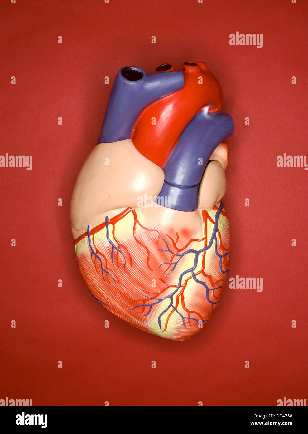 órgano del corazón fotografías e imágenes de alta resolución Alamy