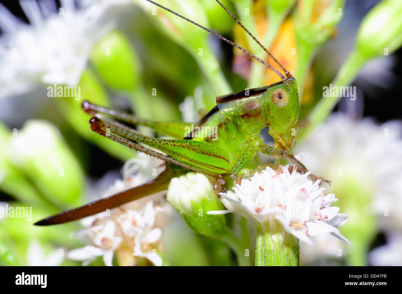 Cricket Ninfa encaramado en lo alto de una flor silvestre. Foto de stock