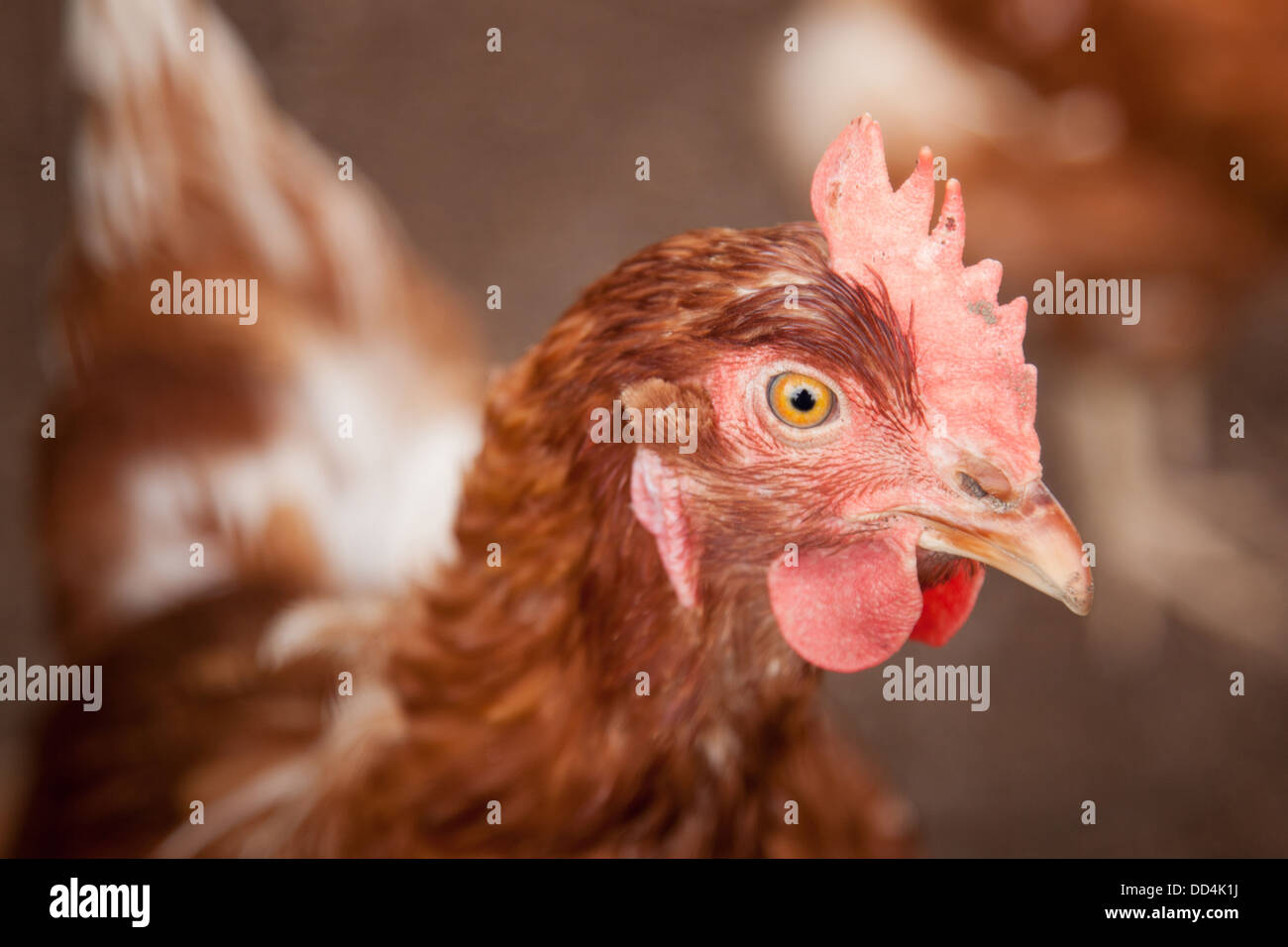 La cabeza de un pollo marrón observándonos Foto de stock