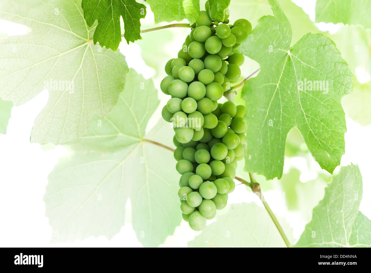 Las uvas verdes colgando de una ramas sobre fondo blanco. Foto de stock