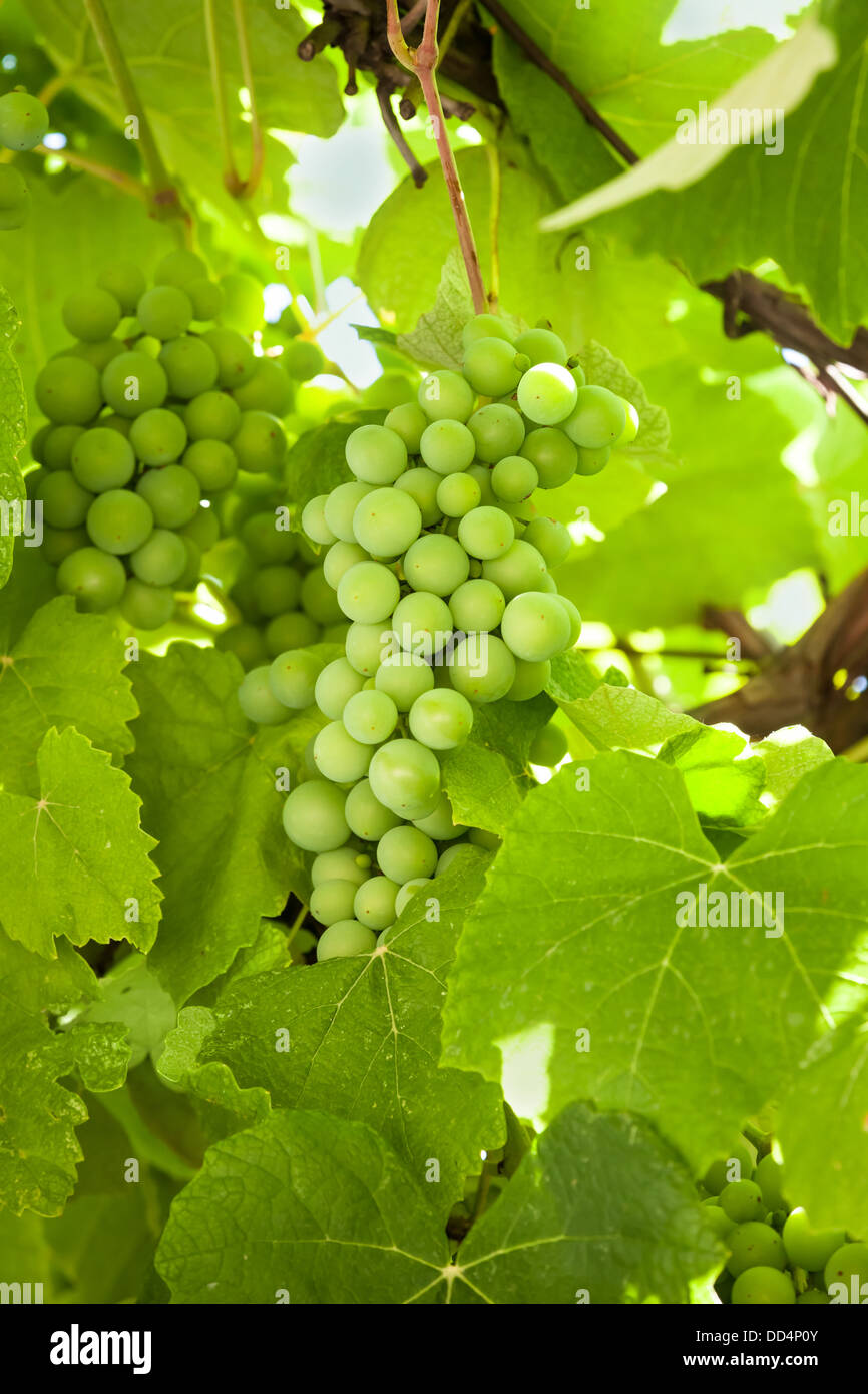 Uvas verdes frescas colgando de una ramas Foto de stock