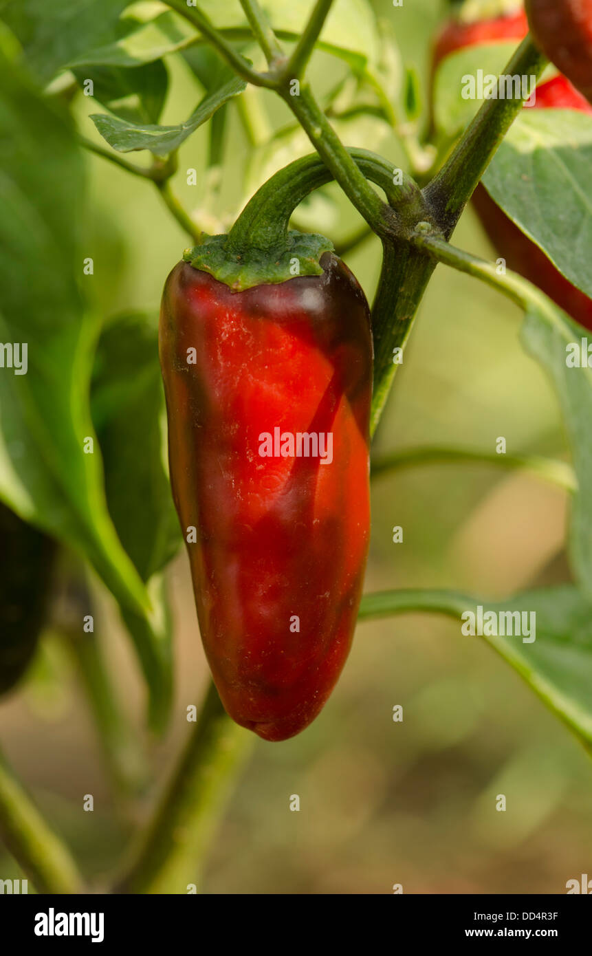 Las vainas de chiles jalapeños rojo maduro en planta. Málaga, España