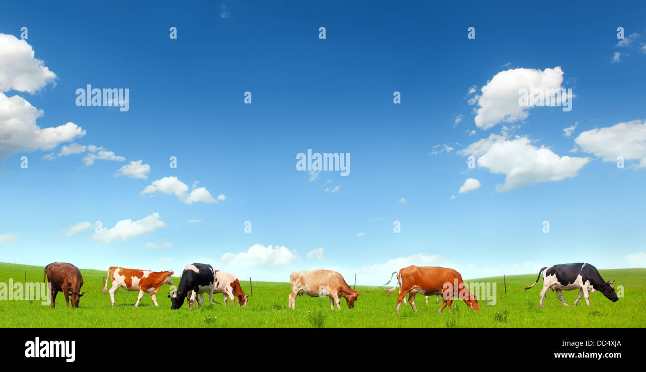 Las vacas a los pastos de verano verde Foto de stock