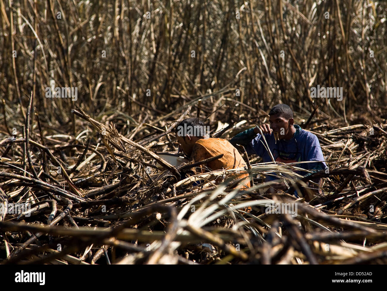 Cortadores de caña de azúcar, plantaciones de caña de azúcar almuerzo bajo el sol Foto de stock
