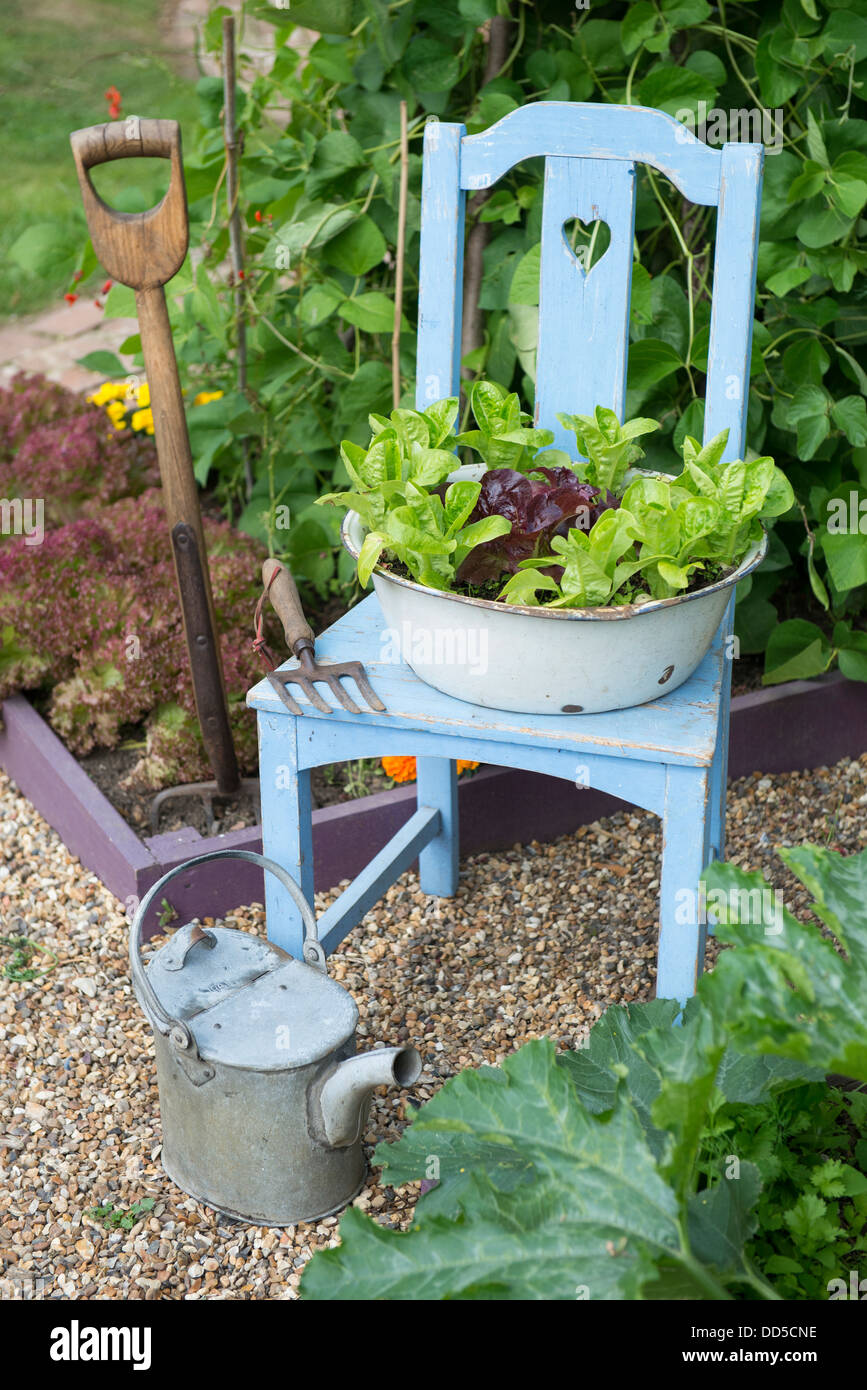 Pequeño jardín con viejos reclamado potager silla con esmaltado lechugas plantadas con cuenca Foto de stock