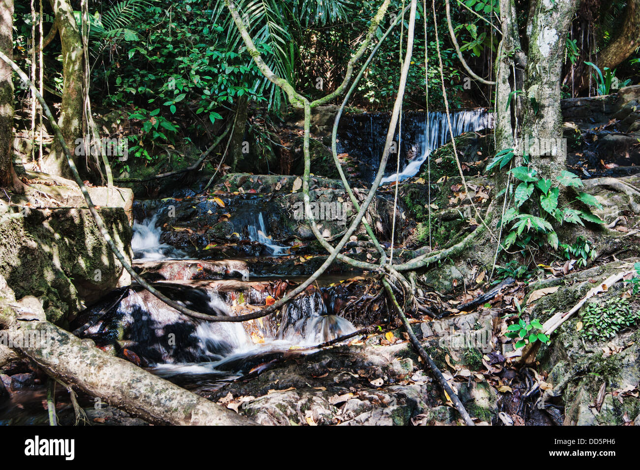 Selvas tropicales del Sudeste de Asia Foto de stock