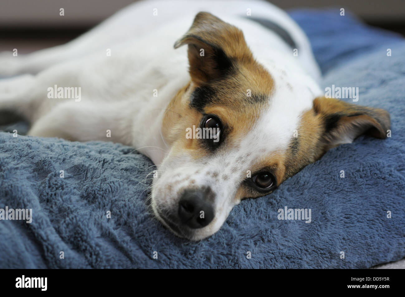 Lindo perro mixto raza relajante en su cama Foto de stock