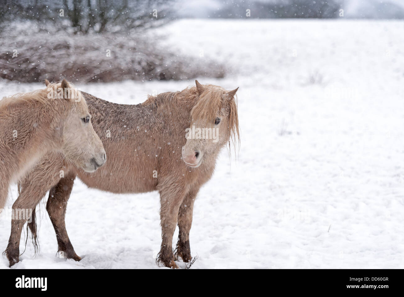 Dos de una manada de caballos salvajes páramos foto durante una nieve invernal. Foto de stock