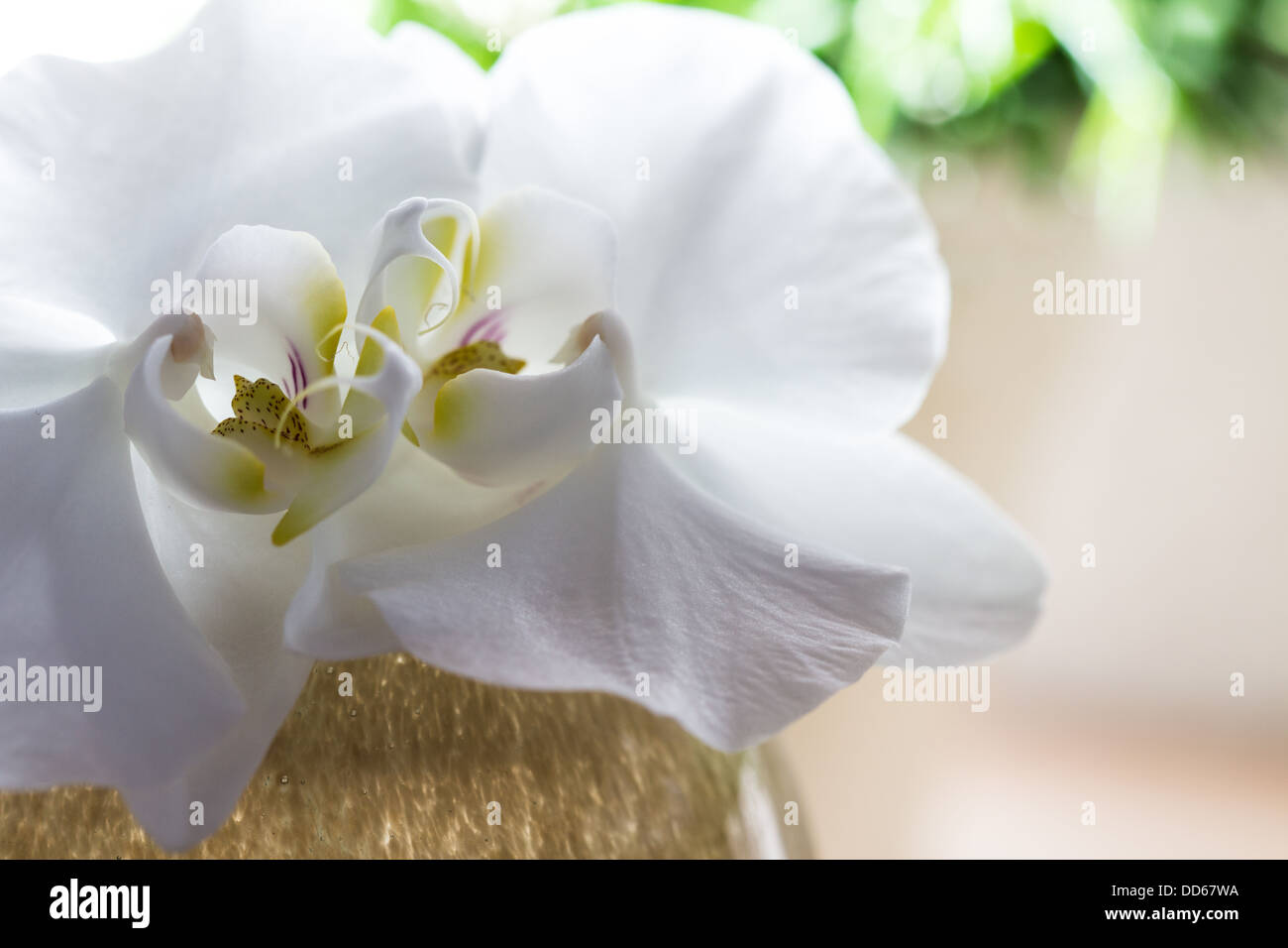 White Orchid Decoración Foto de stock