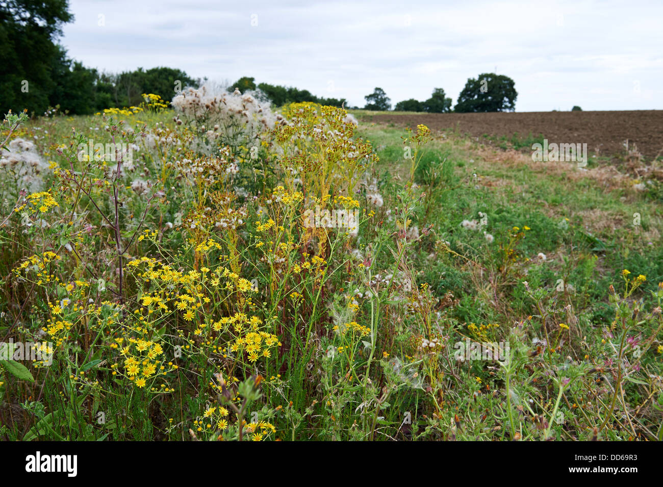 La conservación de un lado a lo largo de campo Margen de tierras cultivables. Inglaterra, Reino Unido, en agosto de 2013. Foto de stock