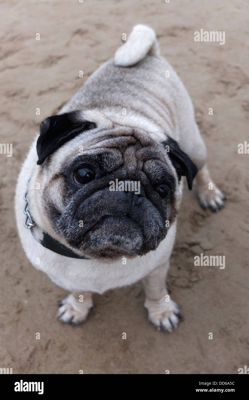 Perro de Pug Mops Fotografía de stock - Alamy